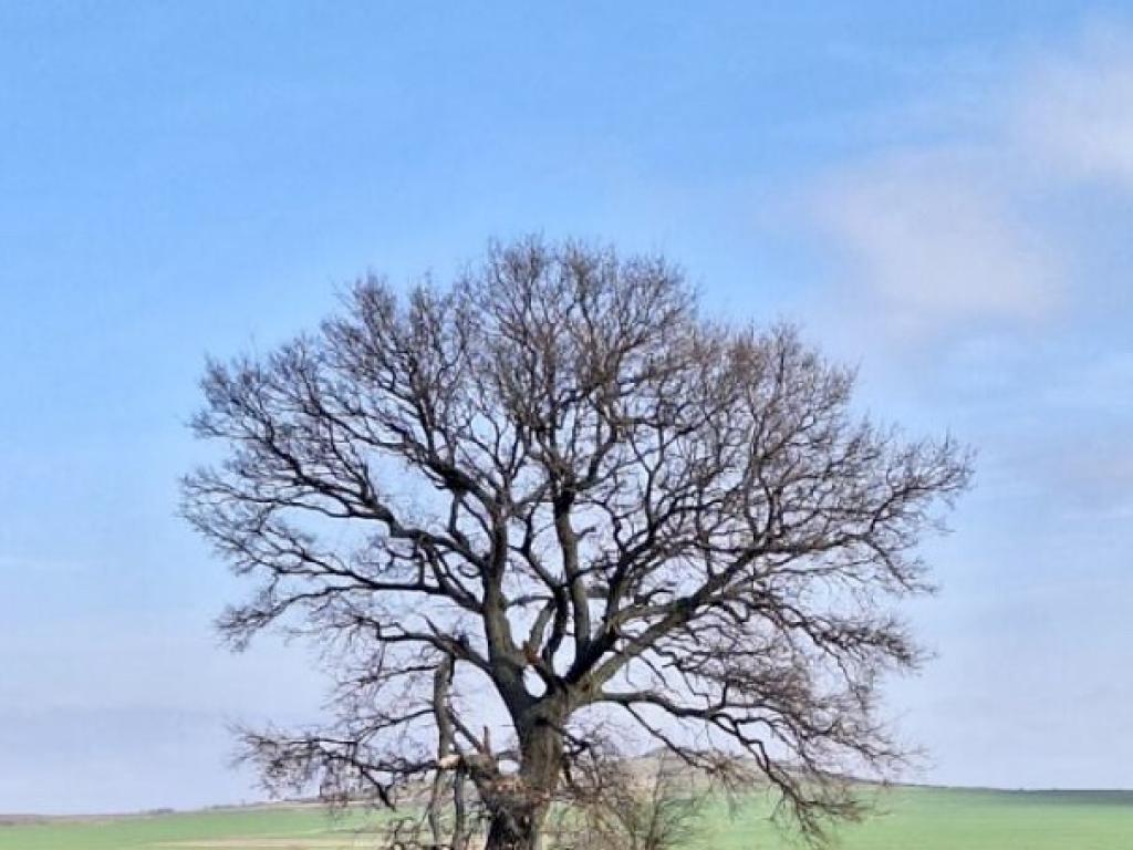 Зашитени вековни дървета