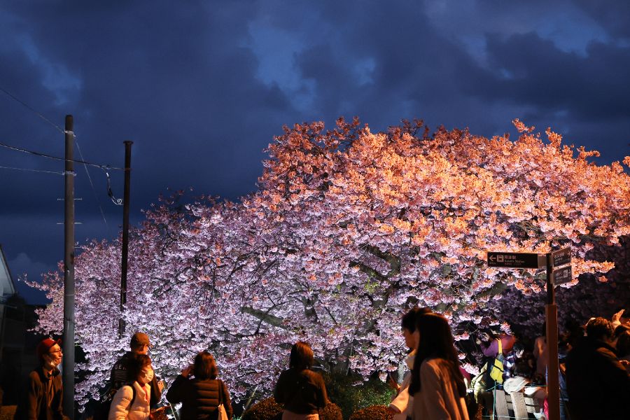 <p>Цъфтящите вишни в Япония - магията, наречена сакура.</p>