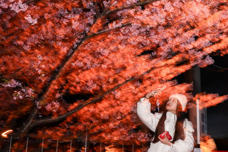 <p>Цъфтящите вишни в Япония - магията, наречена сакура.</p>