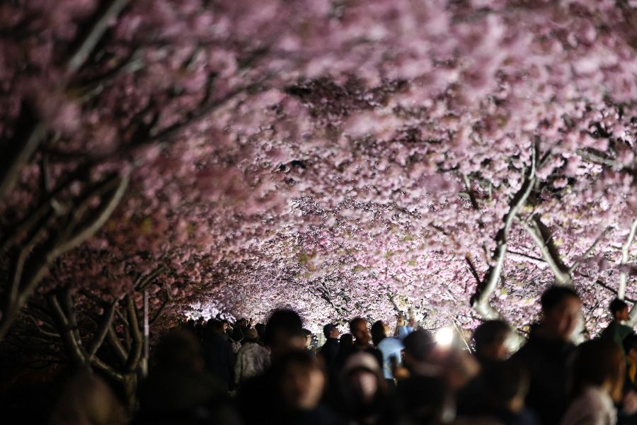<p>Цъфтящите вишни в Япония - магията, наречена сакура.</p>