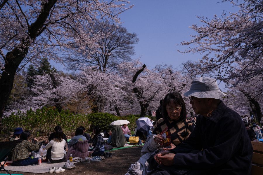 <p>Цъфтящите вишни в Япония - магията, наречена сакура.</p>
