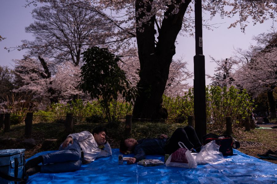 <p>Цъфтящите вишни в Япония - магията, наречена сакура.</p>