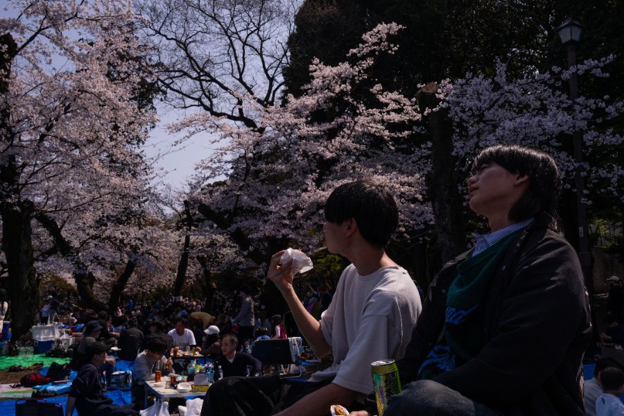 <p>Цъфтящите вишни в Япония - магията, наречена сакура.</p>