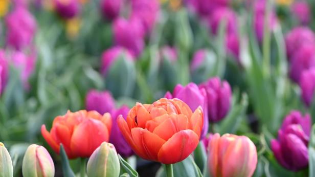 Започва парадът на лалетата в Балчик