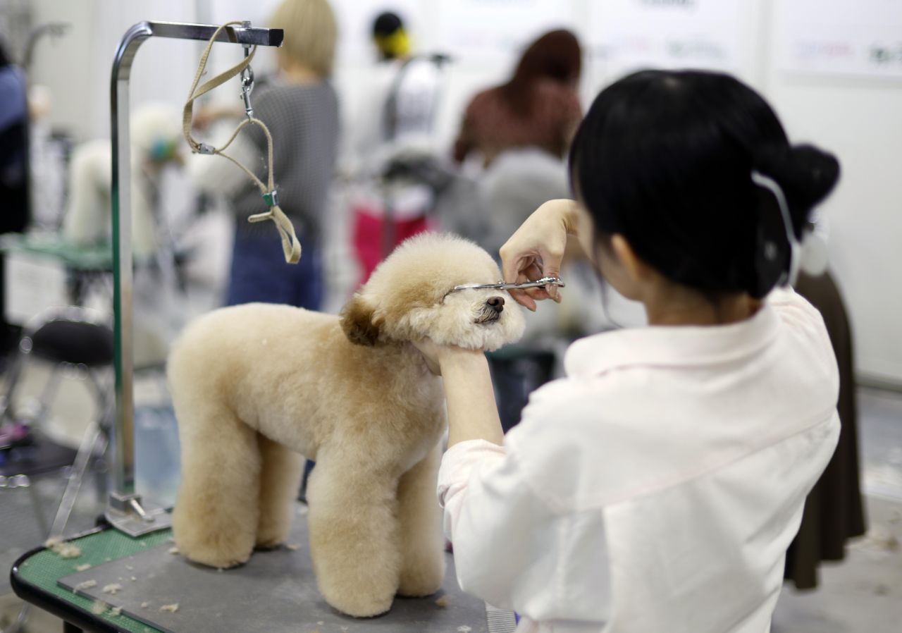 <p>Юбилейното 15-о изложение Interpets Tokyo 2026 в Tokyo Big Sight ще събере стотици изложители и топ стилисти, поставяйки основен акцент върху професионалния груминг и иновативните продукти за разкрасяване на домашни любимци.</p>