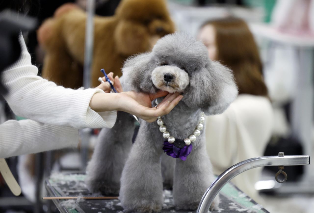 <p>Юбилейното 15-о изложение Interpets Tokyo 2026 в Tokyo Big Sight ще събере стотици изложители и топ стилисти, поставяйки основен акцент върху професионалния груминг и иновативните продукти за разкрасяване на домашни любимци.</p>