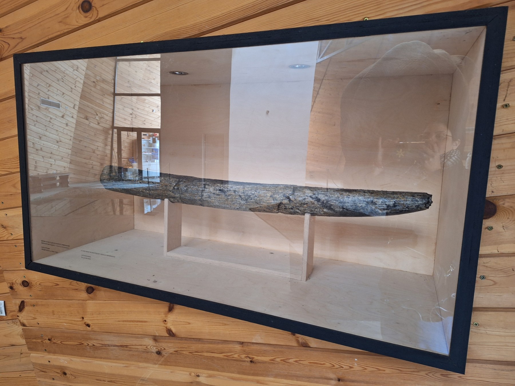 <p>Плиоценският парк в Дорково е най-голямото находище на Балканите, събрало над 600 кости от 30+ вида древни животни. С уникалния си музей то разкрива вълнуваща история за климата и природата в Източна Европа преди милиони години.</p>