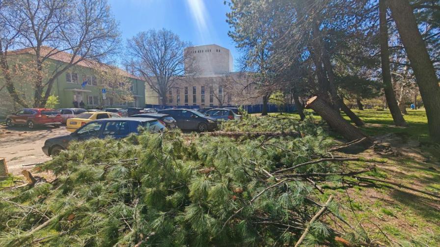 паднали дървета