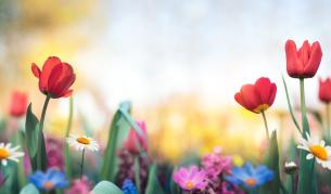 Кое пролетно цвете носи енергията на твоята зодия