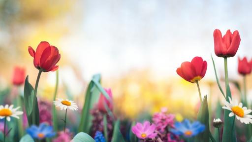 Кое пролетно цвете носи енергията на твоята зодия