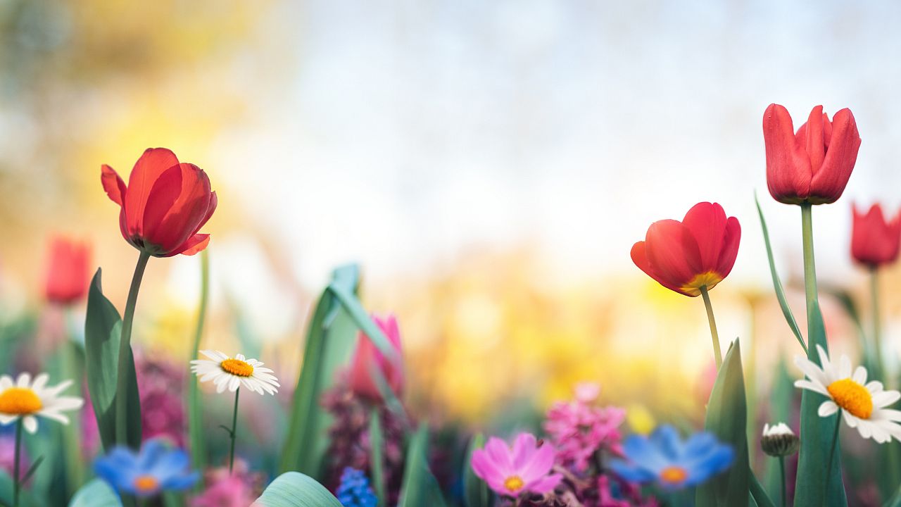 Кое пролетно цвете носи енергията на твоята зодия