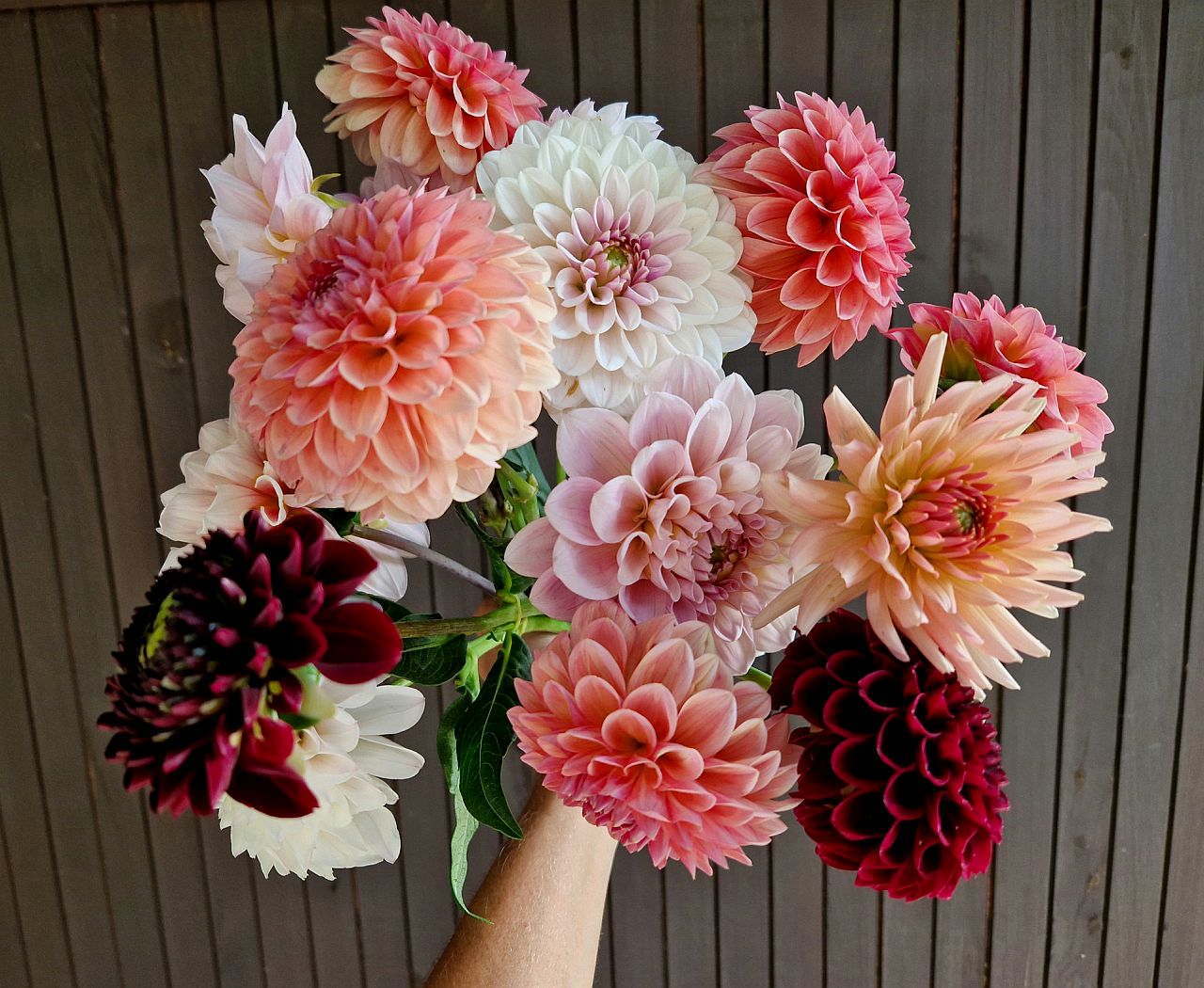 <p><strong>Лъв: Далия</strong></p>

<p>Смелата и красива далия представлява Лъва. В това цвете има нотка блясък, подобно на самите Лъвове, и те привличат вниманието, когато ги видиш. Драматичността и магнетизмът на Лъва са перфектно уловени във впечатляващата, привличаща погледите далия.</p>