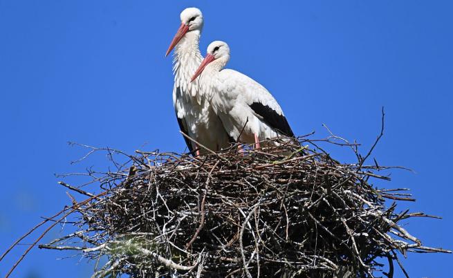 Надежда в Чернобил: Бели щъркели се завърнаха в призрачния град