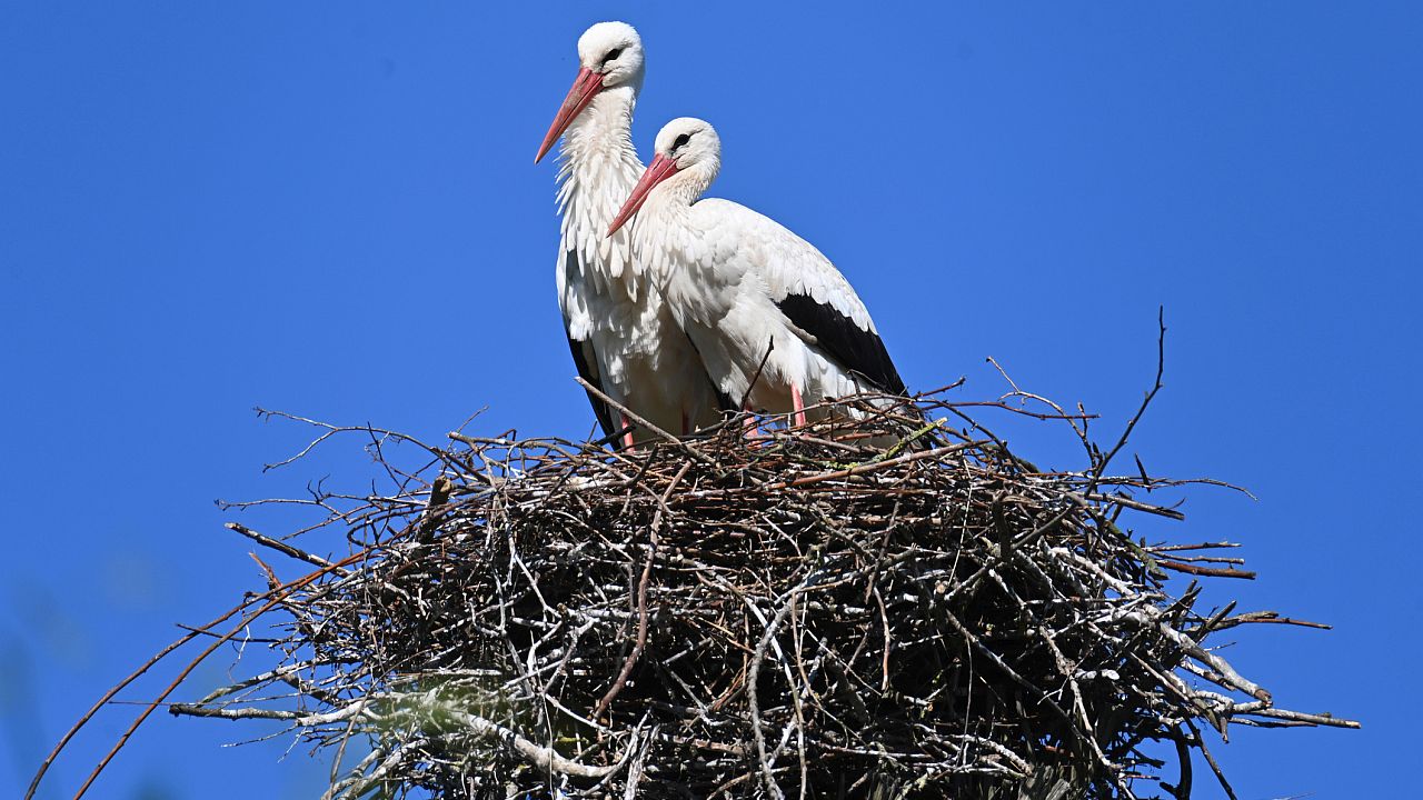 Надежда в Чернобил: Бели щъркели се завърнаха в призрачния град