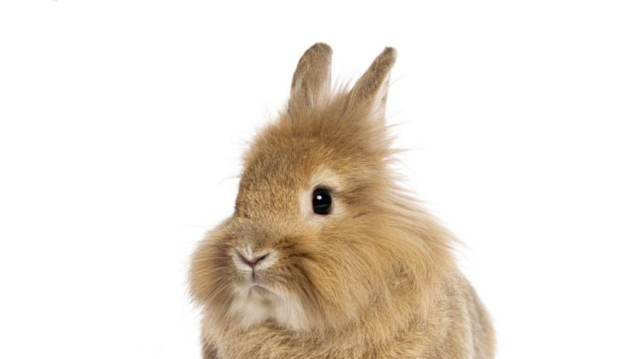 Запознайте се с Хърби – новият рекордьор на Гинес за най-възрастен заек в света