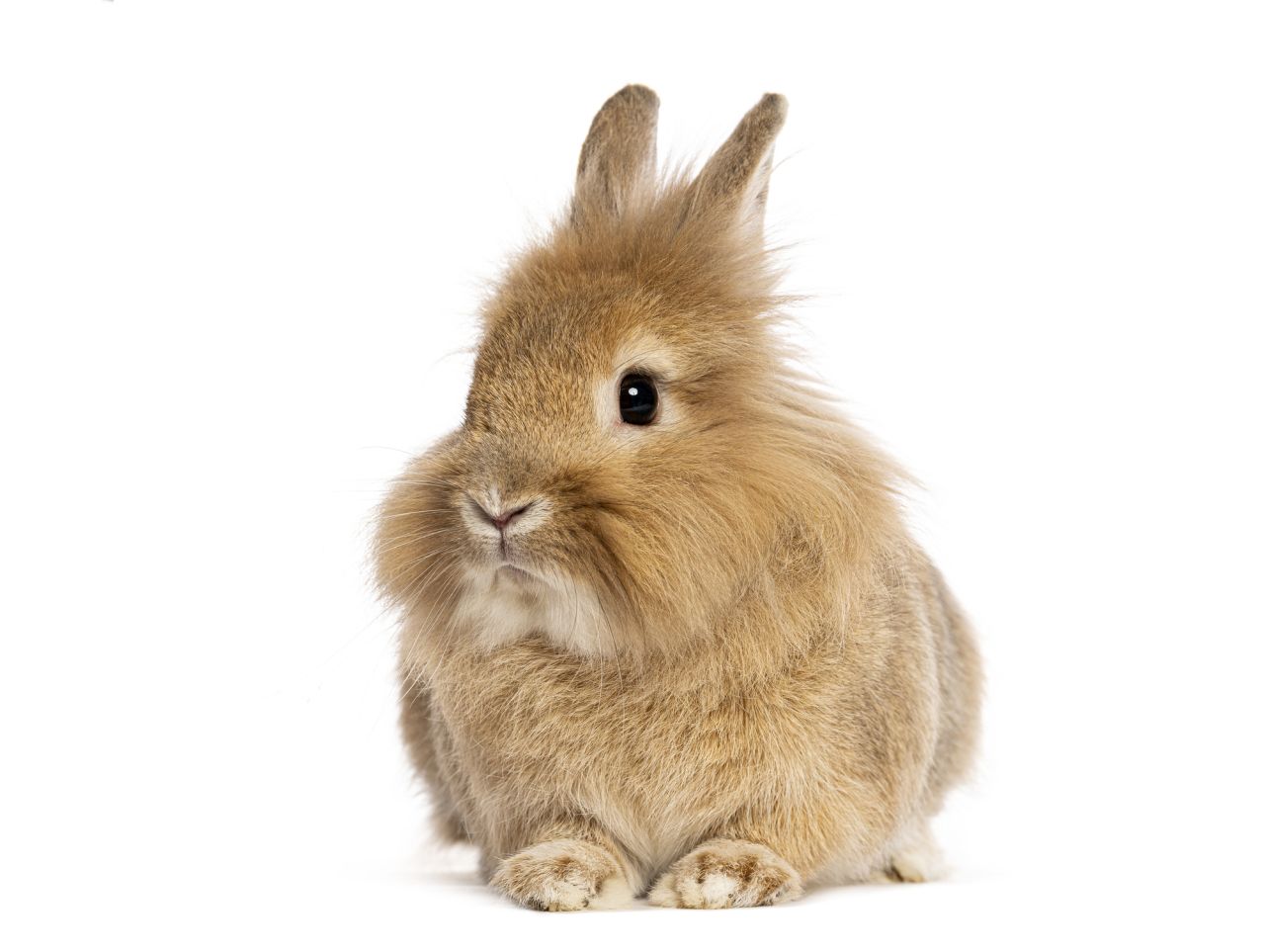 Запознайте се с Хърби – новият рекордьор на Гинес за най-възрастен заек в света