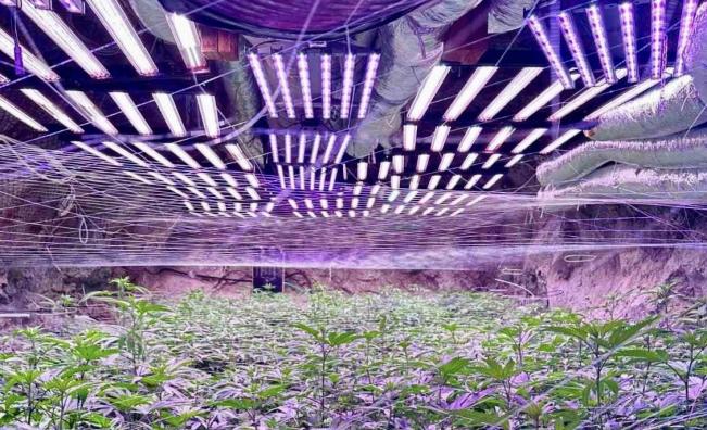 Наркооранжерия без аналог в мина край Кюстендил