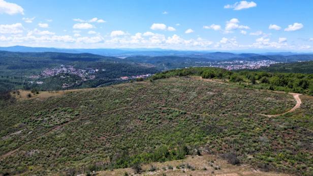 Гората на Гарга баир се възстановява