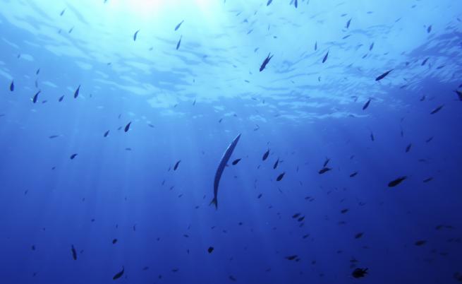 Плувци бяха ухапани от неизвестна риба в морето край Италия