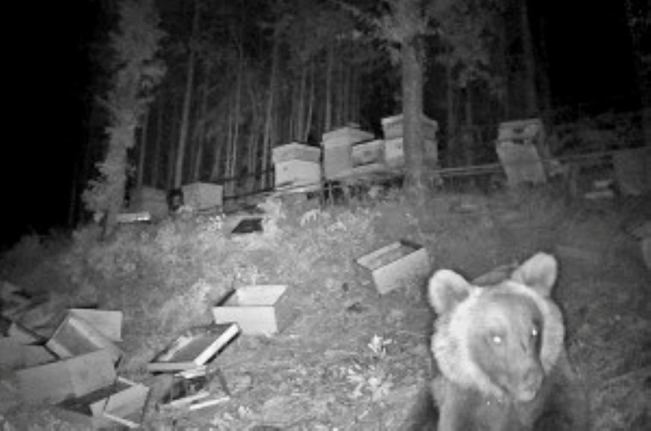От общо 54 пчелни семейства, разположени в 47 кошера, са били повредени и преобърнати 30.