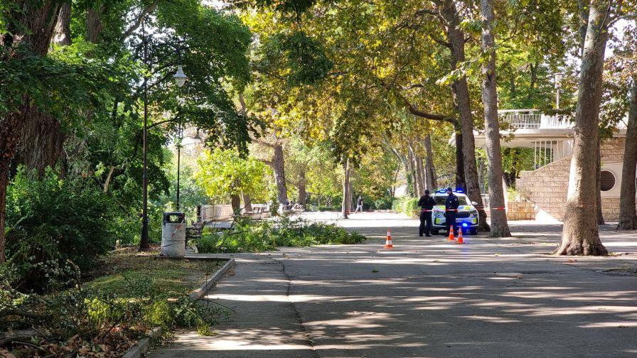 Клон от дърво падна върху мъж и жена в Морската градина във Варна, в болница са