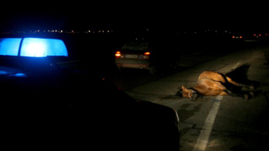 Кон блъсна чешки микробус край София