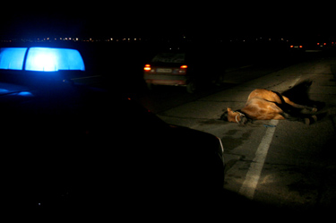 Кон блъсна чешки микробус край София