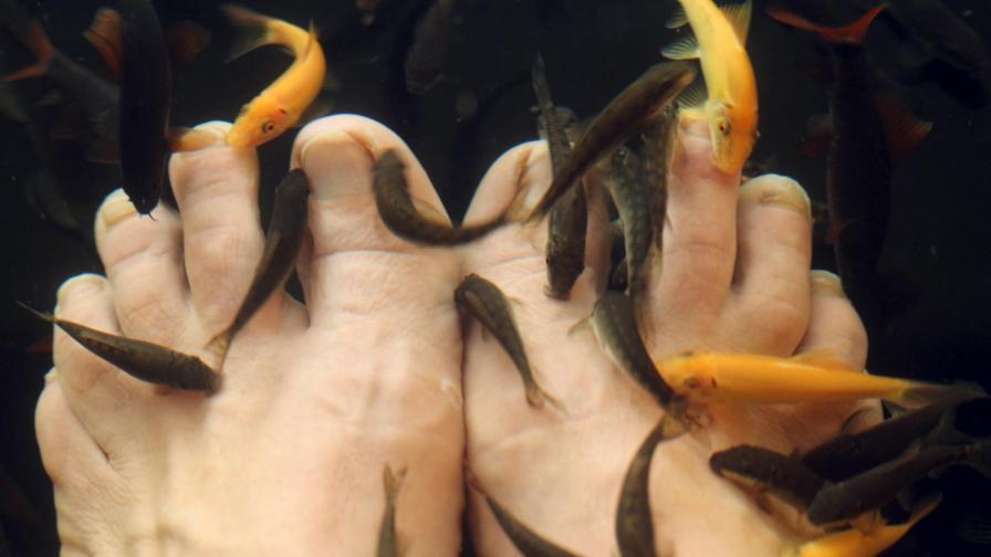 Рибките, които ядат човешка кожа, не са хищни