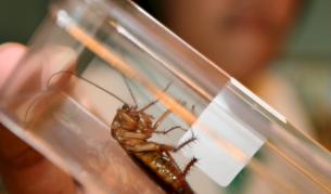 Тази хлебарка не е от обикновените. Тя участник е в конкурса за най-голям представител на вида си на изложението за домашни любимци в Тайланд миналата година.