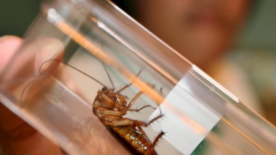 Тази хлебарка не е от обикновените. Тя участник е в конкурса за най-голям представител на вида си на изложението за домашни любимци в Тайланд миналата година.