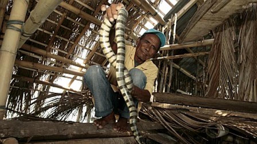 Филипински рибар е приютил морски змии в колибата си по време на тайфун