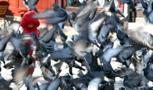 Гълъбите могат да придобият художествено възприятие