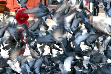 Гълъбите различават истинското изкуство