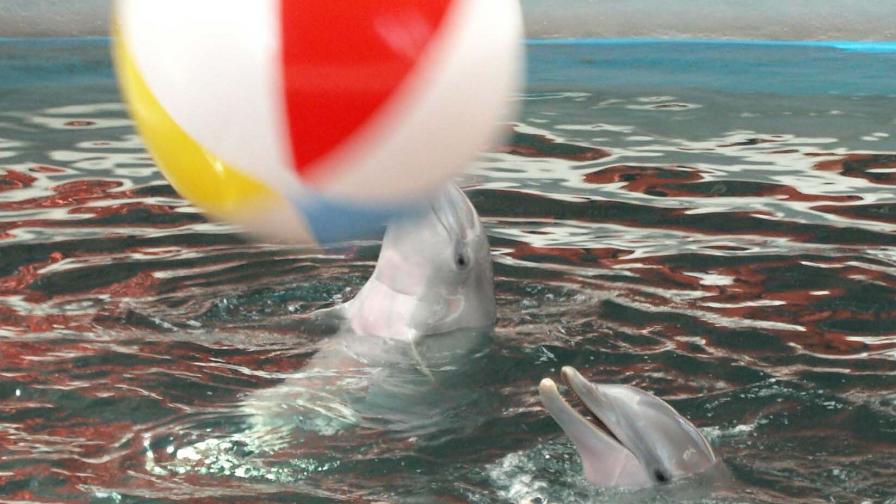 Доброжелател на бедстващо делфинче отнесе юмруци 