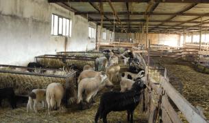 ЕК одобри земеделските доплащания за 2009-а