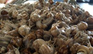 Ставаме милионери с отглеждане на охлюви