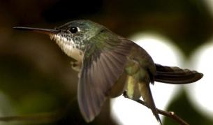 Роботът е само грам по-тежък от живото колибри