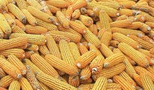 Кубик дърва за огрев струвал колкото цял тон царевица