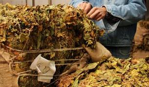 ЕК разреши на България да изплати 116 млн. на тютюнопроизводителите