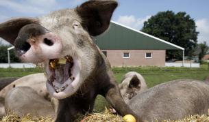 Британски учени взривяват прасета