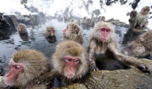Макаците и хората споделят и друга обща черта – любовта към дълга топла вана