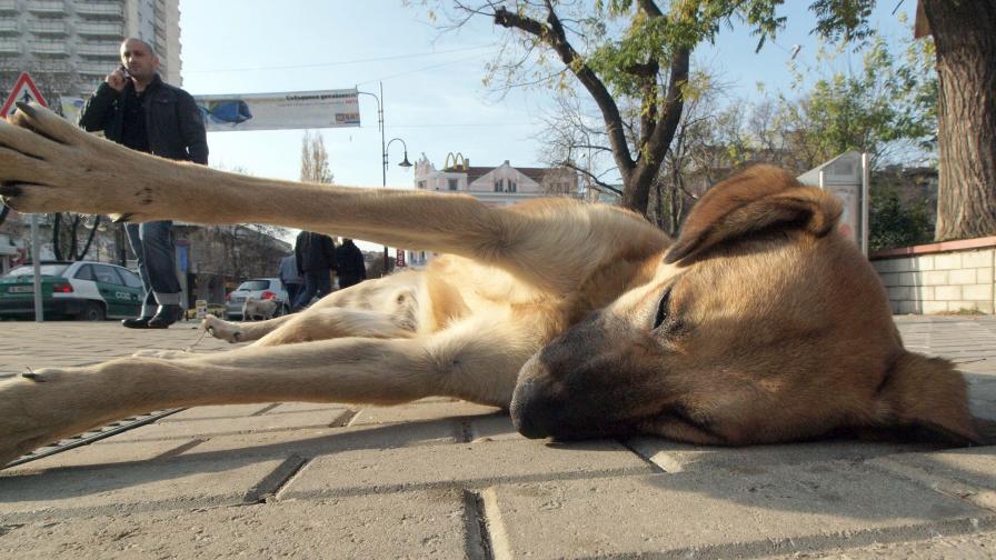 Осем кучета агонизираха в самия център на Перник