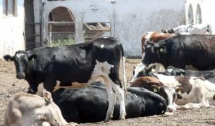 Децата буквално живеели с кравите