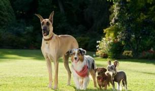 Немският дог Мармадюк и неговите четириноги събратя в кадър от премиерния филм