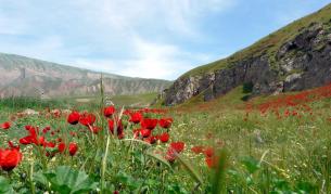 Маковите полета - сериозен източник на доходи в Афганистан, наскоро бяха покосени от странна болест