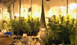 37-годишен, отглеждал марихуана в "Младост-1", където живеел под наем, бе разкрит от полицията