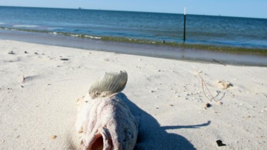 Стотици мъртви риби изхвърлени по румънските плажове