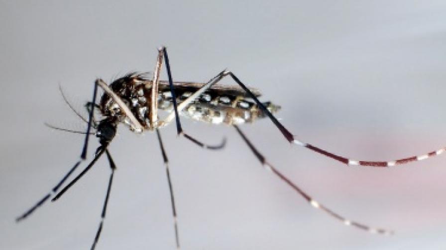 "Република": Комар убиец ни напада