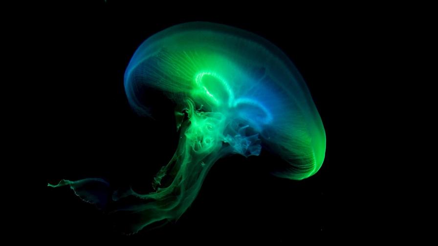 Затоплянето доведе медузите за постоянно