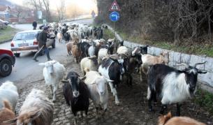 Положителна проба за антракс от с. Брестовене, Разградско